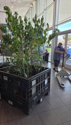Giving 40 Trees a Place to Grow at Reid Park Zoo