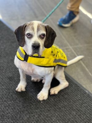 Subaru Loves Pets Event with Little Shelter