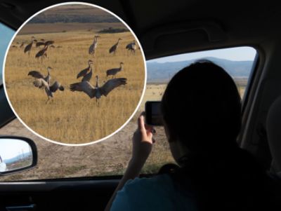 Cook Subaru Helps Protect Sandhill Cranes and their Habitat – Nancy M.