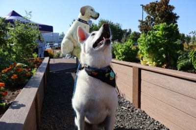 Yappy Yoga a Huge Success