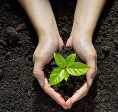 New Motors Donates 100 Planted Trees for Earth Day 2024