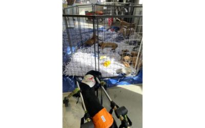 Gus the Underdog Guest of Honor