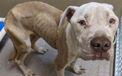 Bergstrom Subaru Supports Homeless Animals!