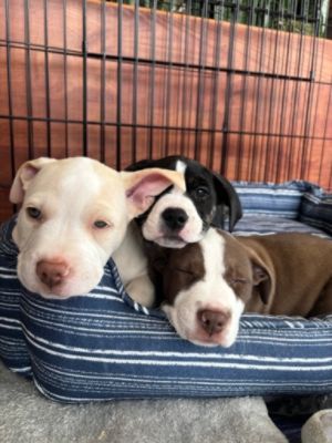 Capitol Subaru Loves Pets!