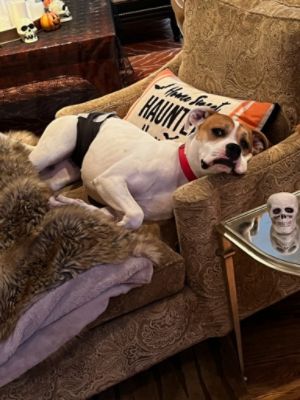 Long Timer Dog Tripp Finds His Forever Home!