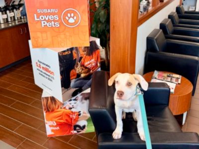 Celebrating Subaru Loves Pets month with Operation Freedom Ride.
