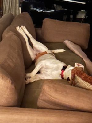 Long Timer Dog Tripp Finds His Forever Home!