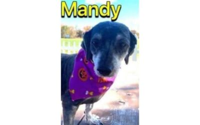 Mandy's Story 