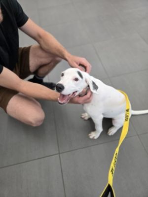 Exeter Subaru and Mary's Dogs Rescue & Adoption