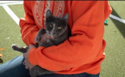 SPCA Puppy/Kitten Bowl at Subaru of Wyoming Valley