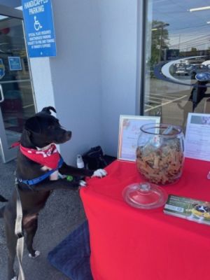 Paws, People & Philanthropy at Copeland Subaru