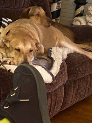 Luna Needed a Friend and Didn't Know It