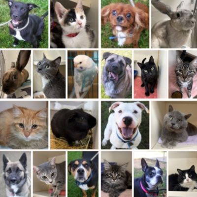 103 Shelter Pets find forever homes! 