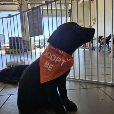 Wisconsin Bound Dog Rescue Adoption Event - Subaru Loves Pets