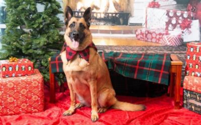 Oregon Humane Society - Santa Paws