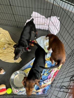 Williams Subaru Loves Pets