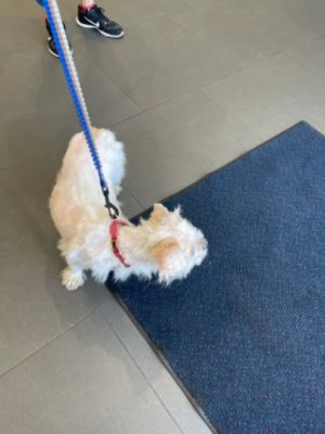 Another Successful Adoption Event