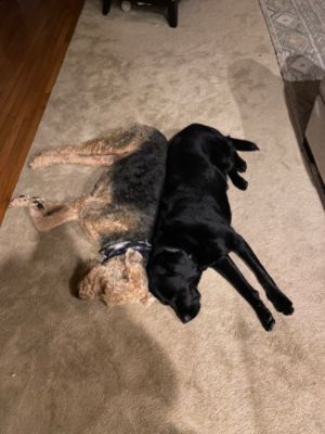 #MAKEADOGSDAY OCTOBER 22, 2022