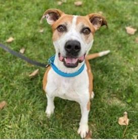 Cassius Finds a Home