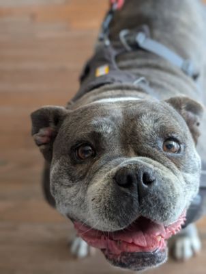 Impact on CARE For Animals