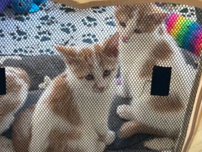 Jensen Subaru's Lucky 13