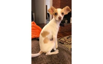 Grateful Dogs Rescue- Buy a Dream, Save a Life!