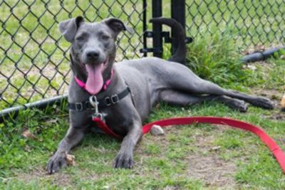 Connecticut Humane Society 