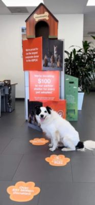 Fun with dogs!