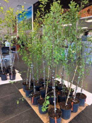Growing a Greener Tomorrow Together