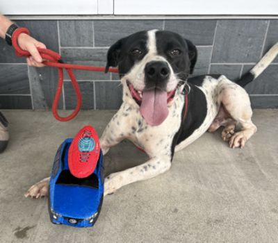 Spartanburg Loves Pets 