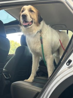 Dulles Subaru adopt a pet event