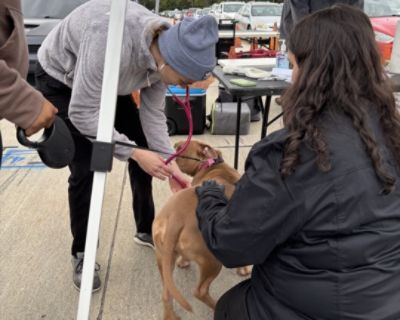 A Record-Breaking Day of Care for Charlotte's Pets