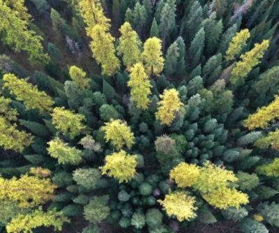 100 New Trees for the Butte Community