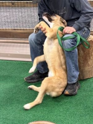 Subaru LOVES Pets AND cars!