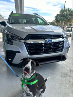 FITZGERALD COUNTRYSIDE SUBARU PET ADOPTION