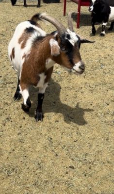 Planting Purpose at Farm Angels Sanctuary