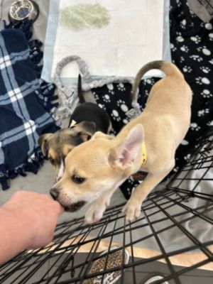 Pet Adoption at Stevens Creek Subaru with Humane Society Silicone Valley as part of Subaru Loves Pet