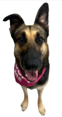 Oregon Dog Rescue- A Love Promise Story