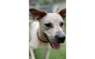 Making a difference in our dogs lives