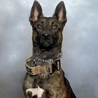 Fairfield Subaru steps up for injured Vacaville police K9 “Murph”