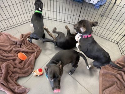 Pet Adoption July 2026