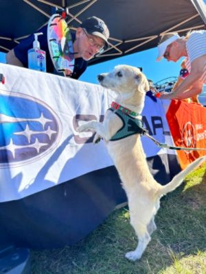 Dyer Subaru has a Big Heart for Bark in the Park