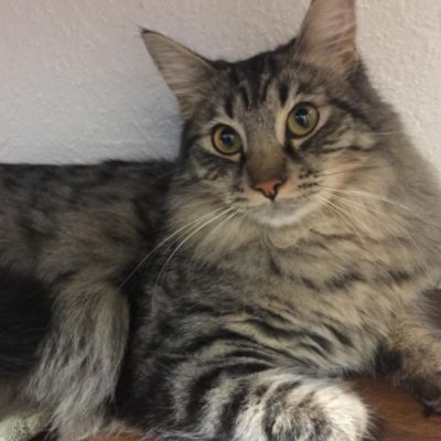 Subaru Share the Love®: Creating Second Chances for Animals in Contra Costa County