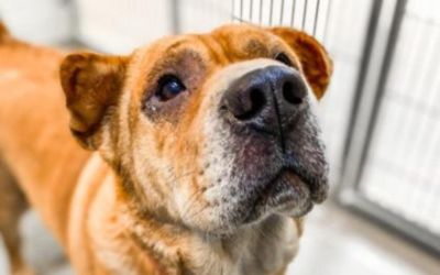 2020 Make a Dog's Day Adoption Story