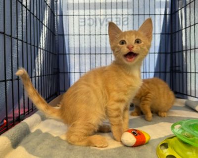 Subaru Loves Pets: Finding Homes for Furry Friends