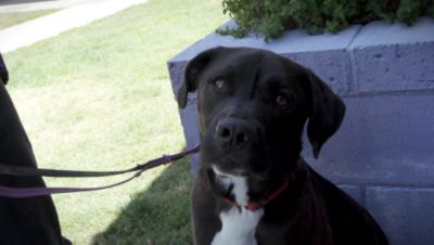 Helping the Right Pets Find the Right People