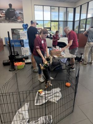 Pet Adoption July 2026