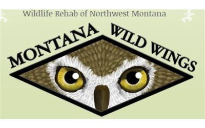 Montana Wild Wings Raptor Recovery Center 