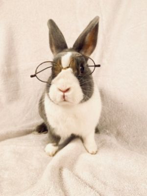 Reenies rabbit rescue