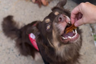 Make a Dogs Day, Make a Kid’s Year!